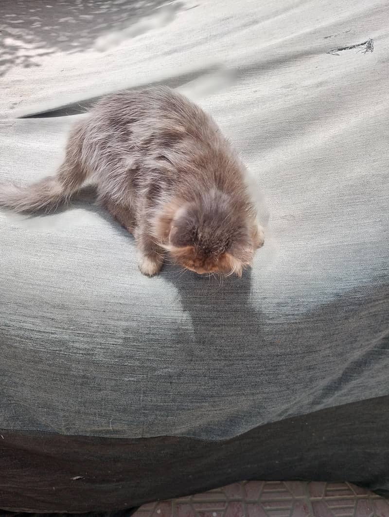 Exotic Persian 5