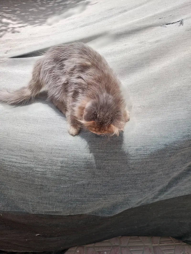 Exotic Persian — photo 6