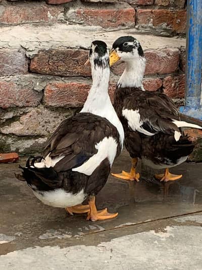ducks