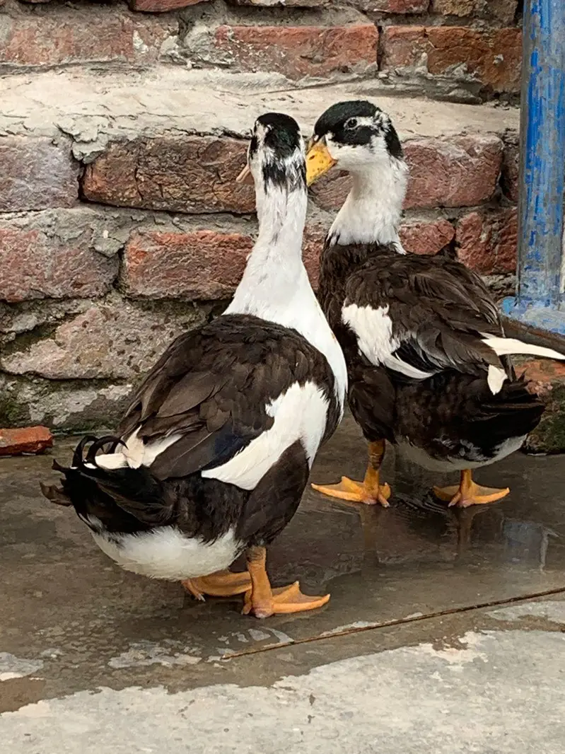 ducks