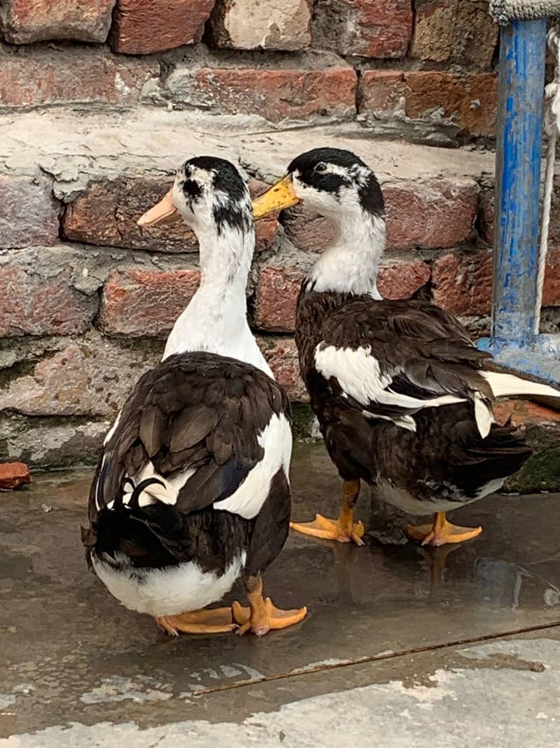 ducks 1