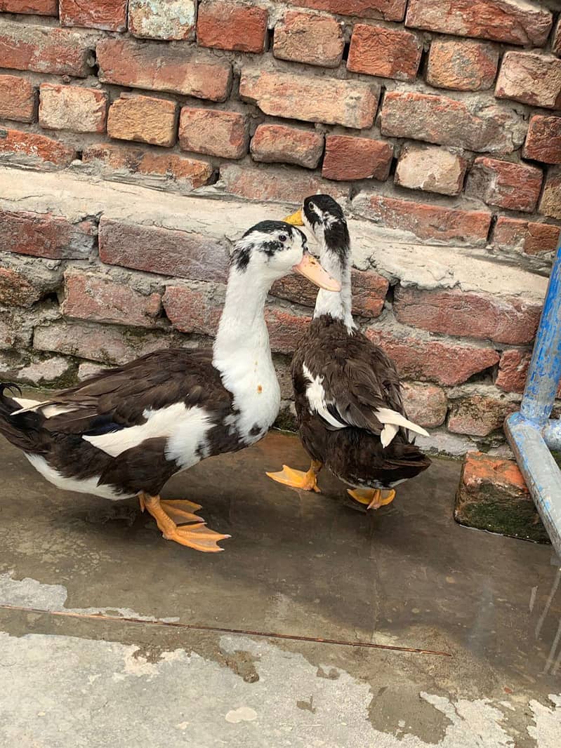 ducks 2