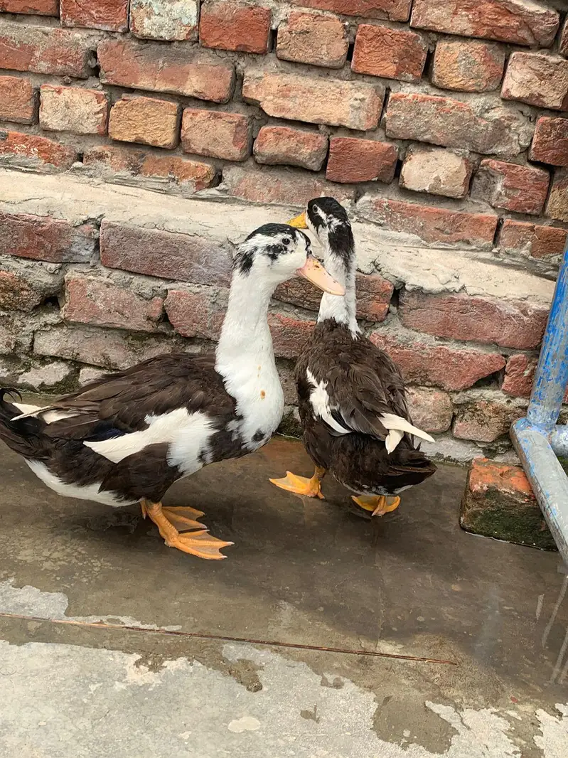 ducks — photo 3