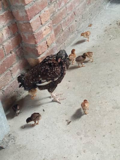 Aseel Hen with Chicks for Sale