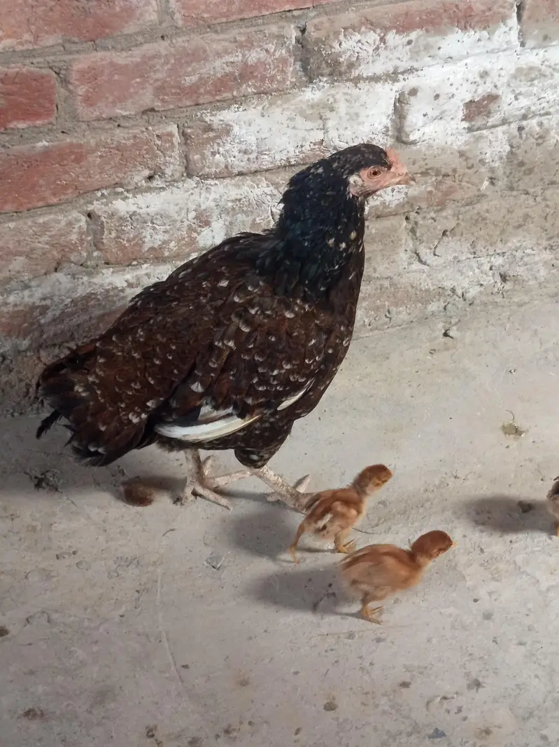 Aseel Hen with Chicks for Sale — photo 2