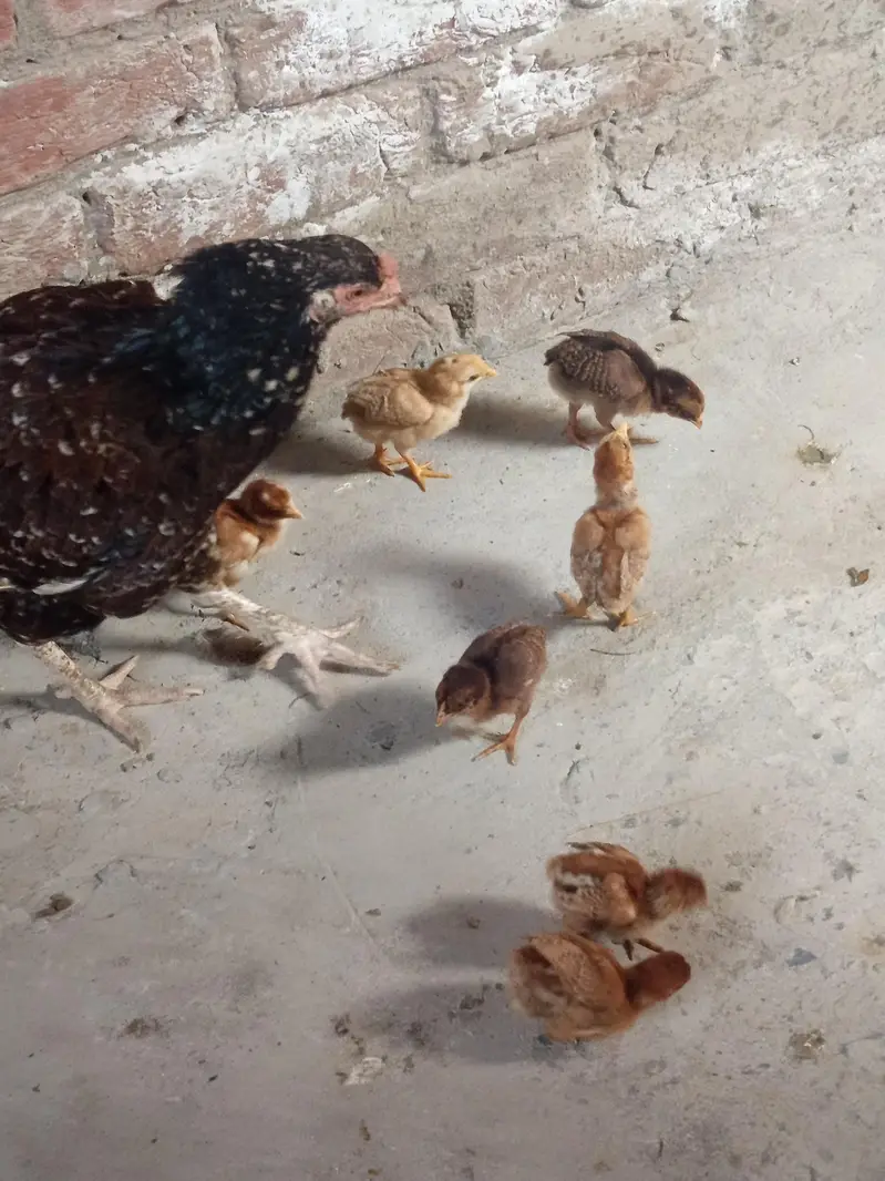 Aseel Hen with Chicks for Sale — photo 3