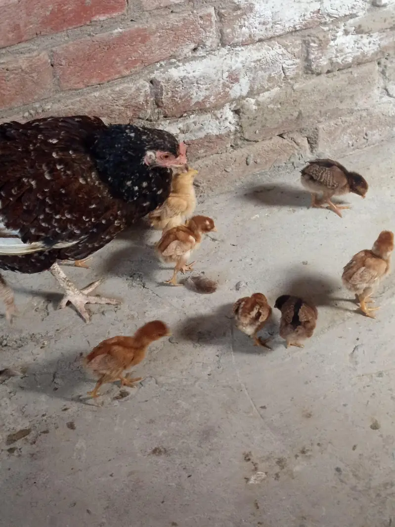 Aseel Hen with Chicks for Sale — photo 4