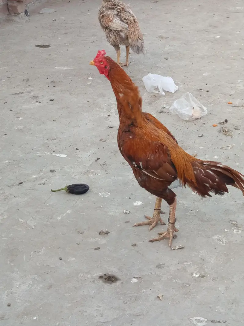 Aseel Hen with Chicks for Sale — photo 5