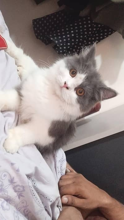 Male cat
