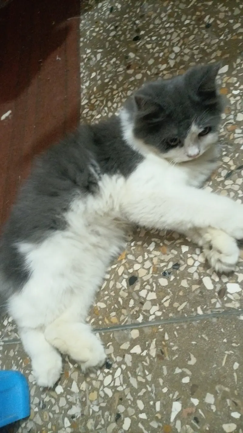 Male cat — photo 2