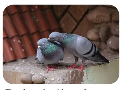 Black pigeons