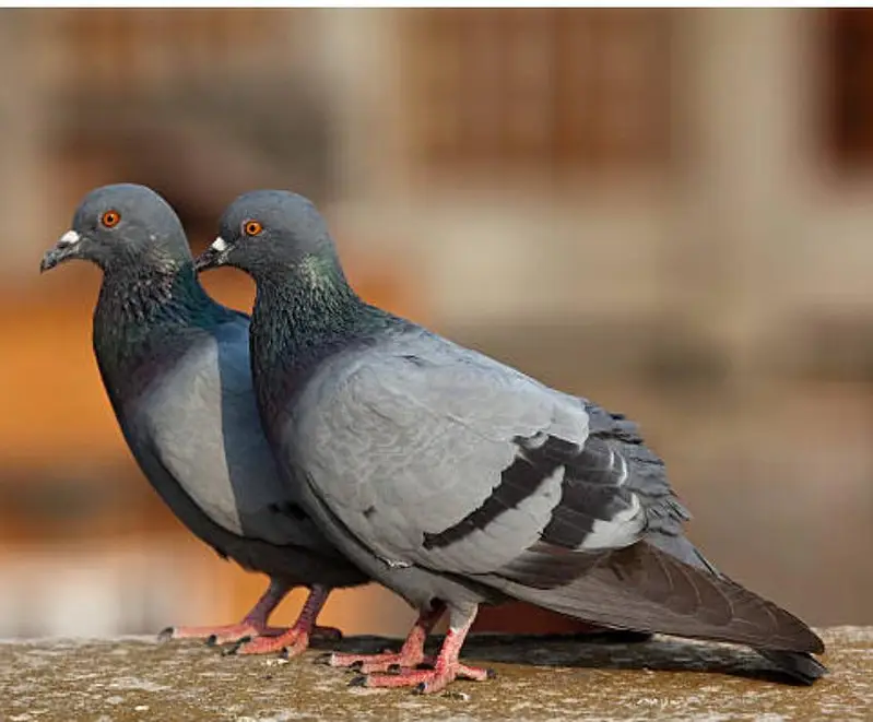 Black pigeons — photo 2
