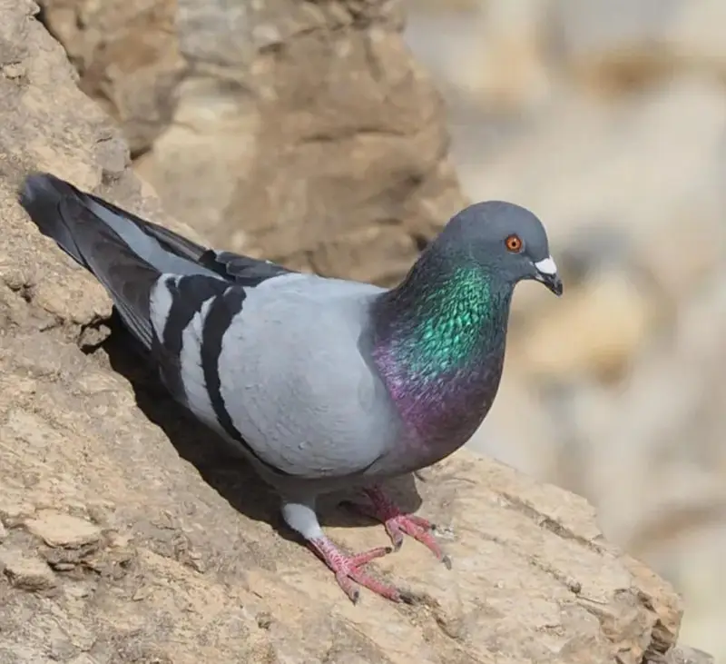 Black pigeons — photo 3