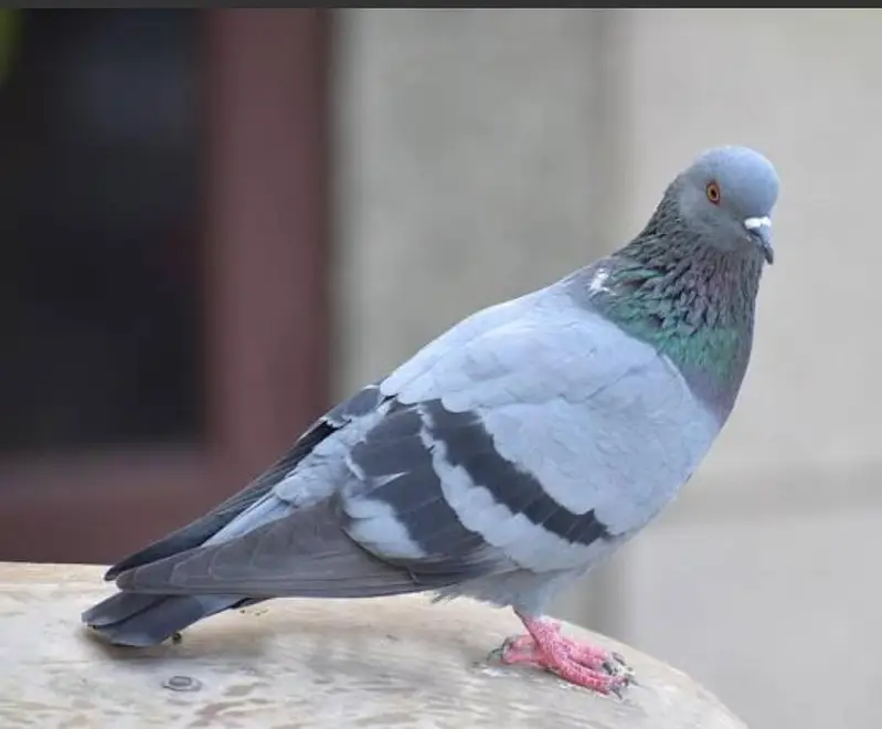 Black pigeons — photo 4