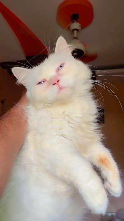 Persian cat