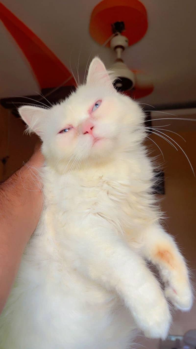 Persian cat 0