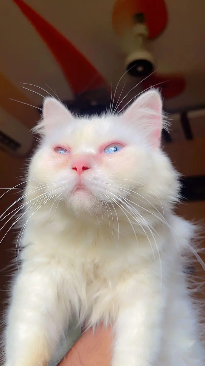 Persian cat — photo 2