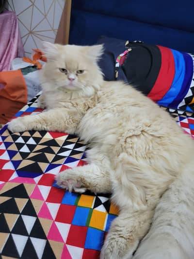 Persian Male Cat