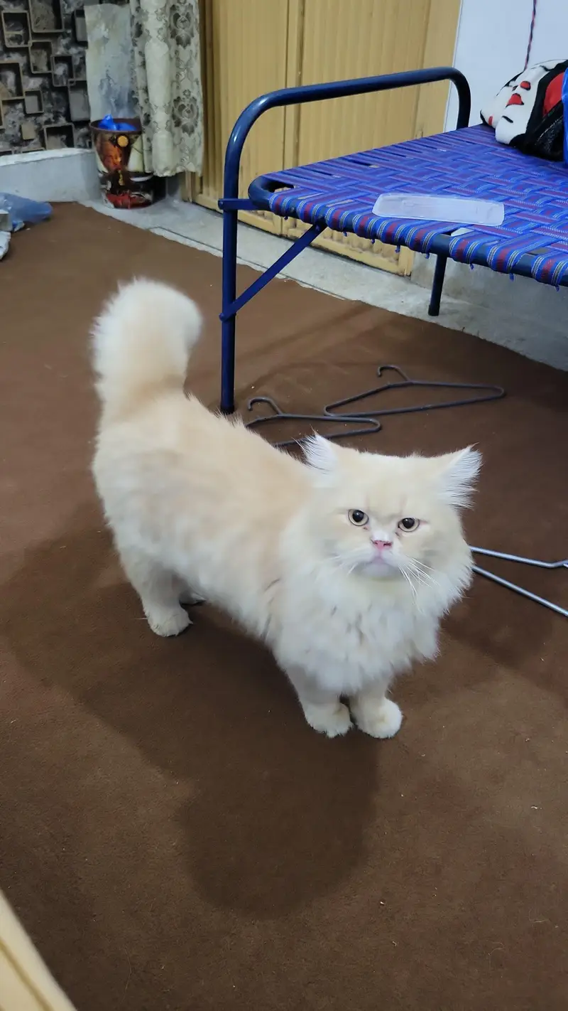 Persian Male Cat — photo 2