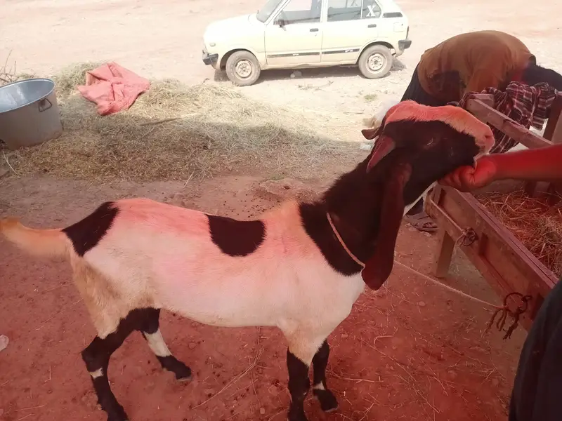 zohaib bakra farokht