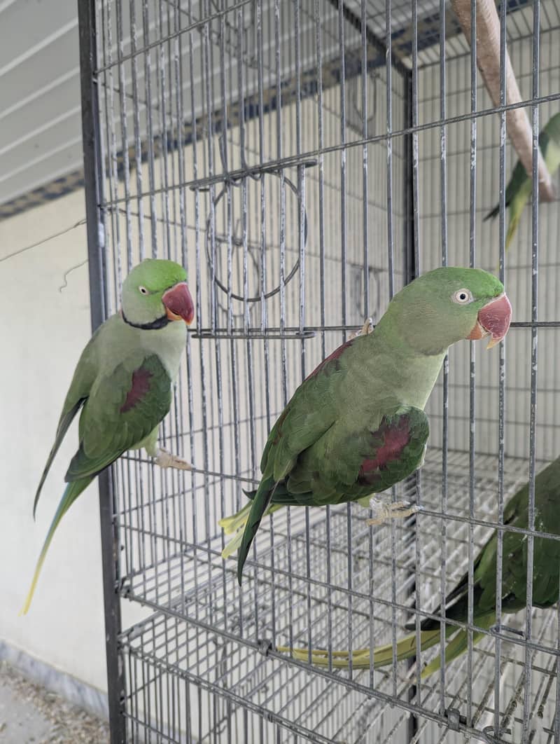 Raw Red Factor Pair 2