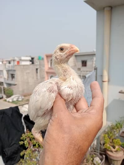 Shamo chicks