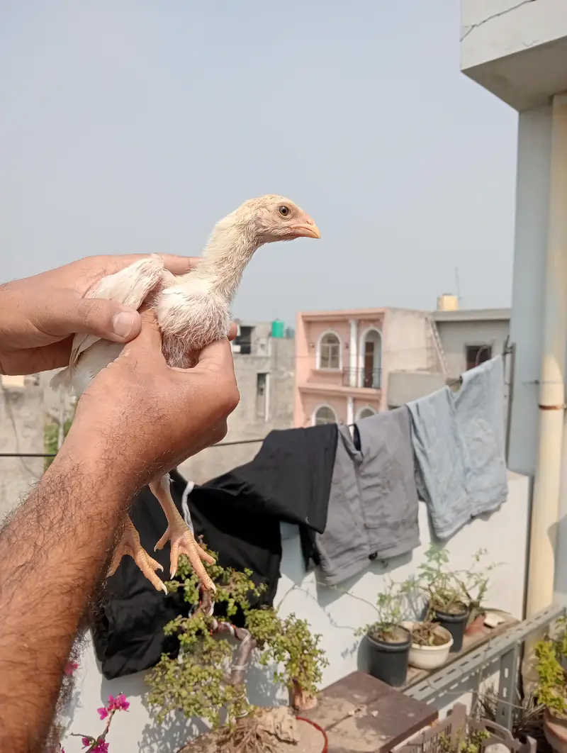 Shamo chicks — photo 2