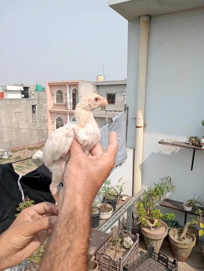 Shamo chicks — photo 3