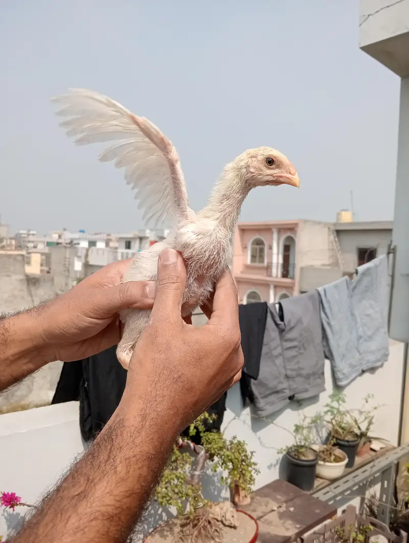 Shamo chicks — photo 4