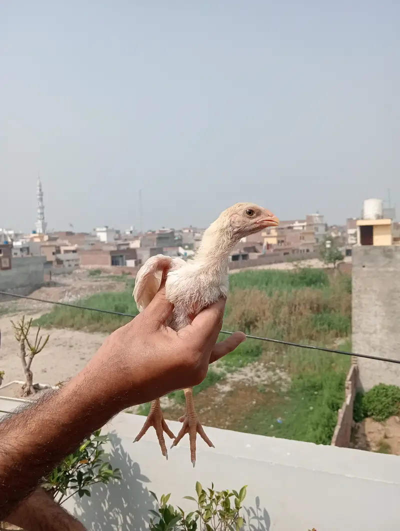 Shamo chicks — photo 5