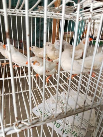 finches 5 pairs SB Sath dene hai