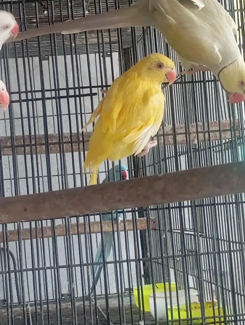 yellow Ringneck,,gry lacewing — photo 2
