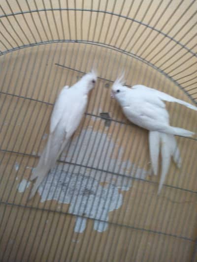 Eno pair available