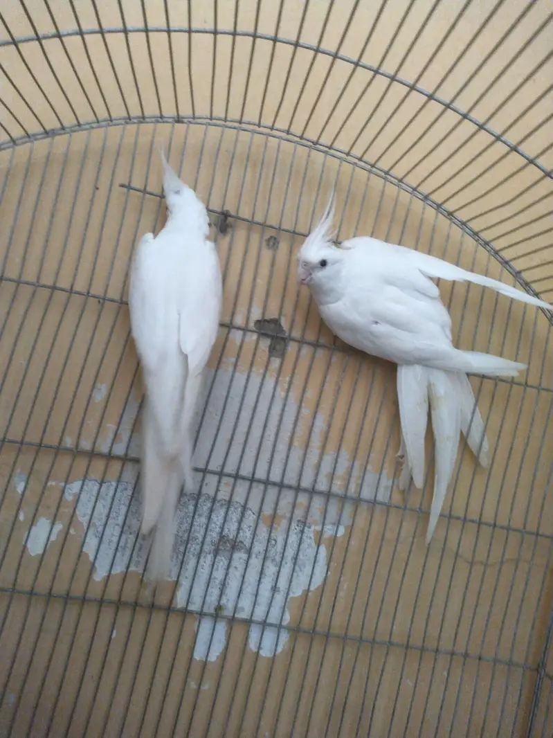 Eno pair available — photo 2