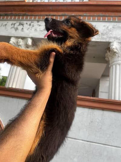 2/5 MONTHS OLD GSD BABY
