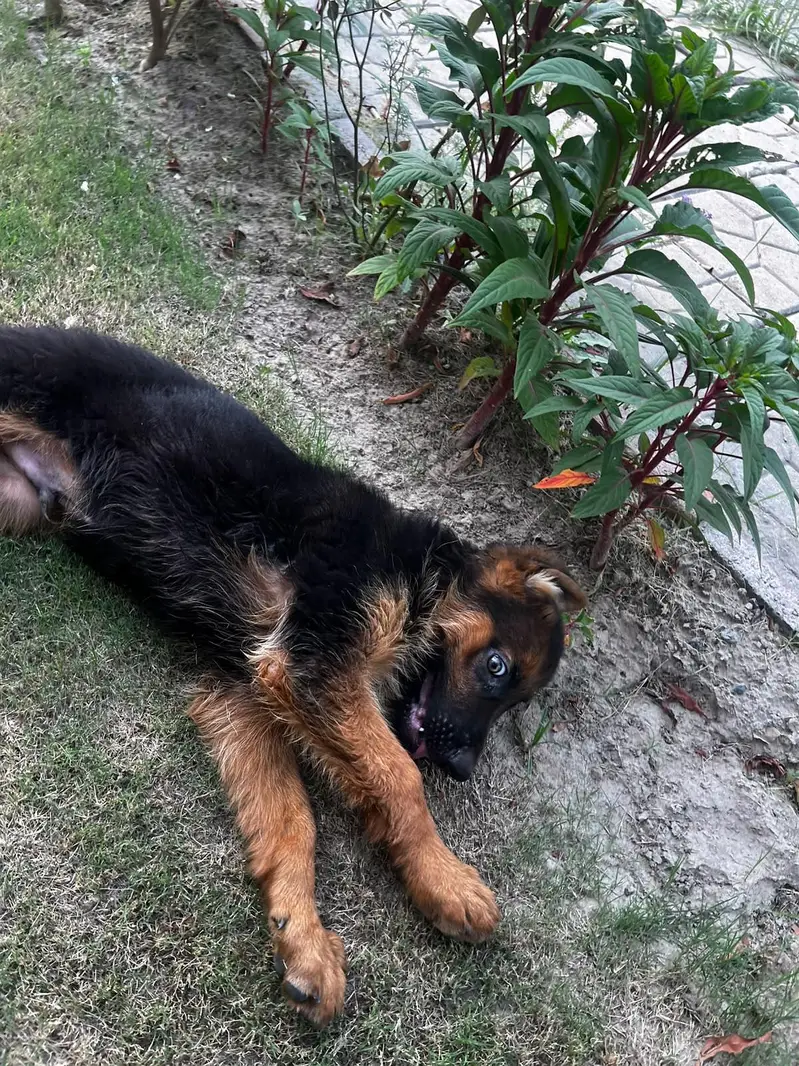 2/5 MONTHS OLD GSD BABY — photo 2