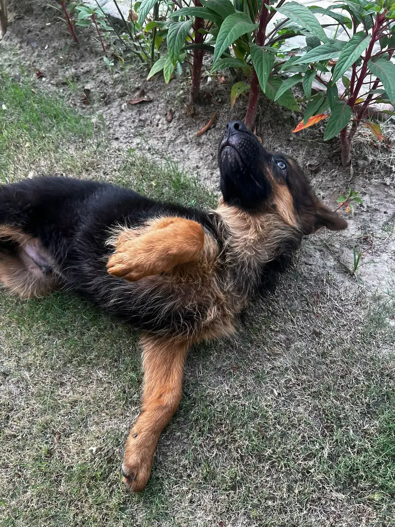 2/5 MONTHS OLD GSD BABY — photo 3