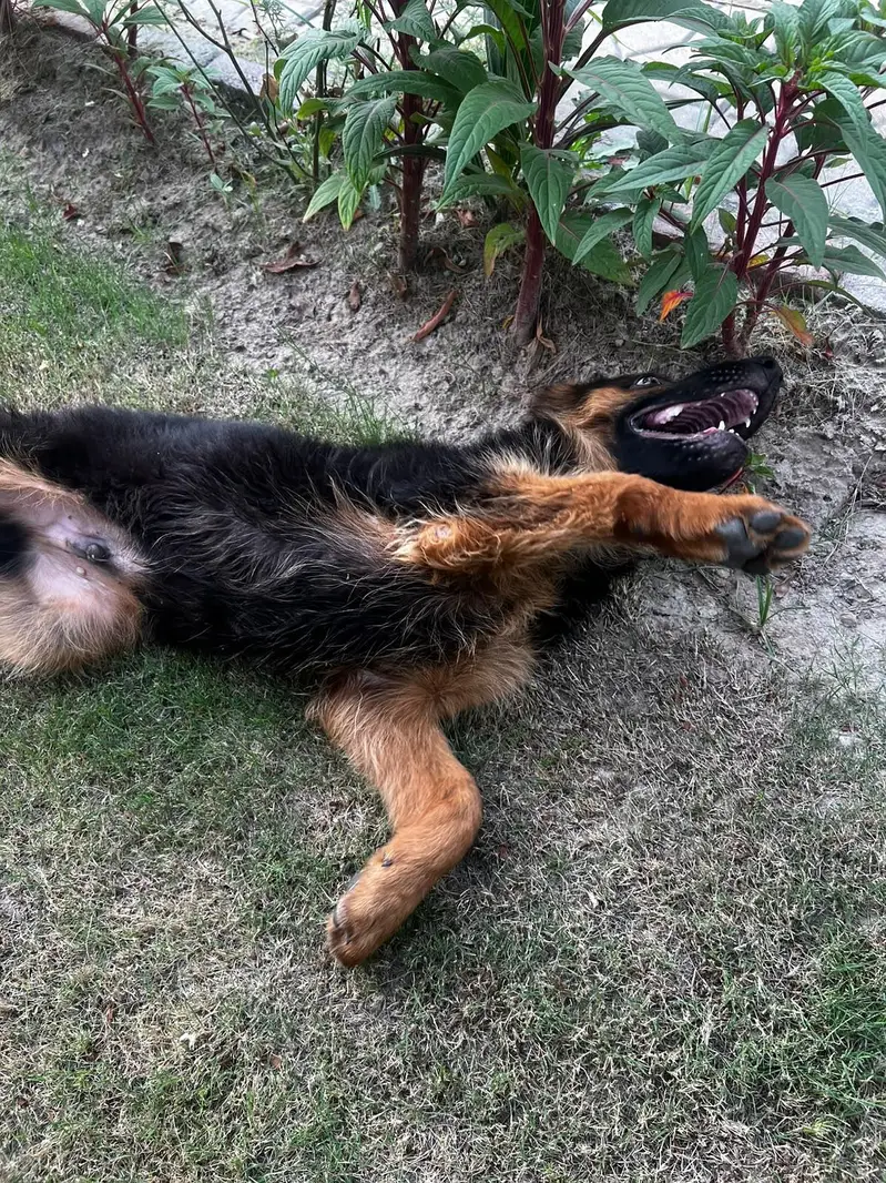 2/5 MONTHS OLD GSD BABY — photo 4