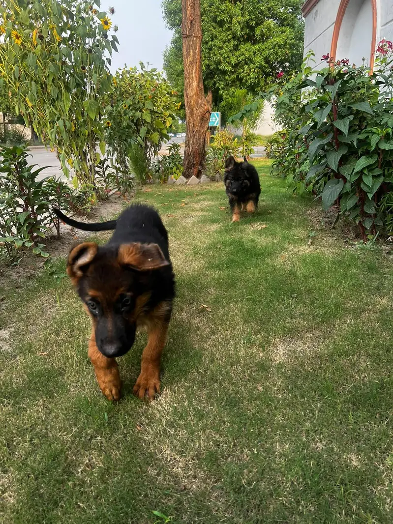 2/5 MONTHS OLD GSD BABY — photo 5