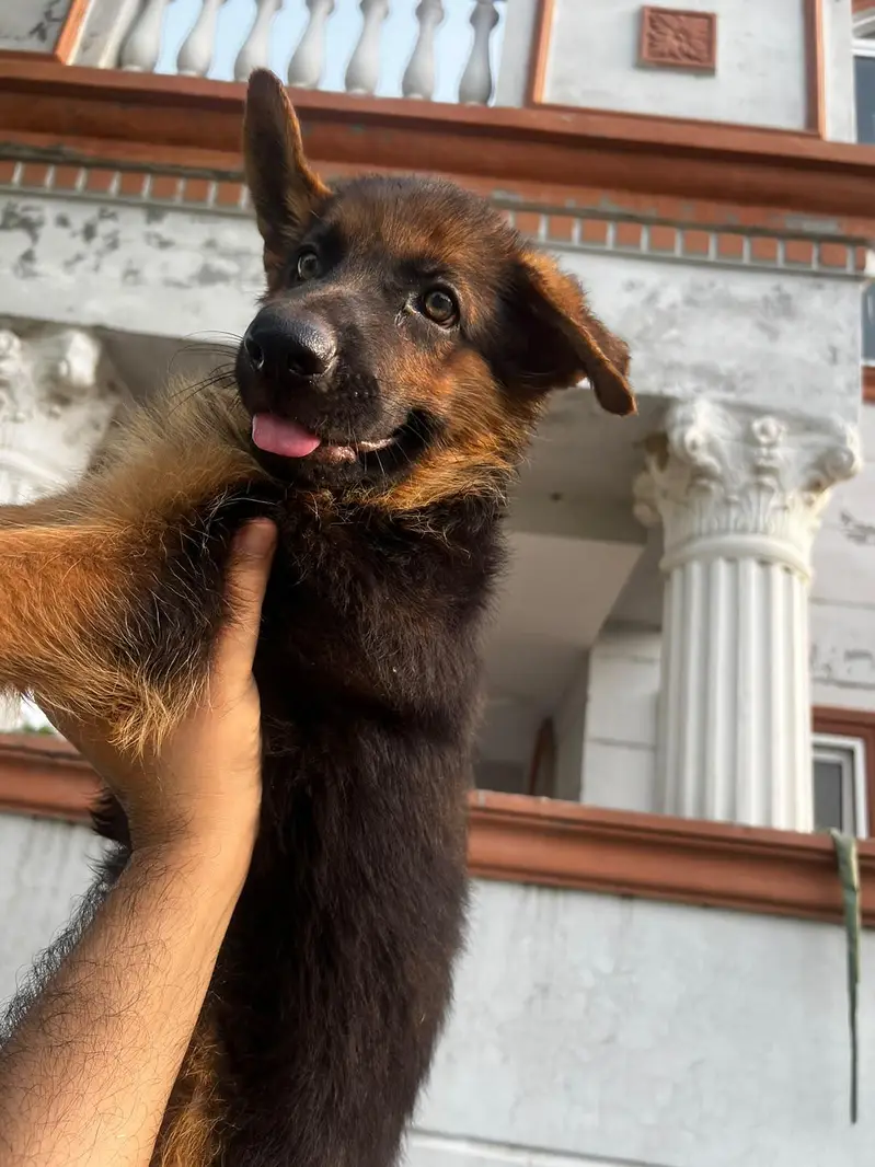 2/5 MONTHS OLD GSD BABY — photo 6