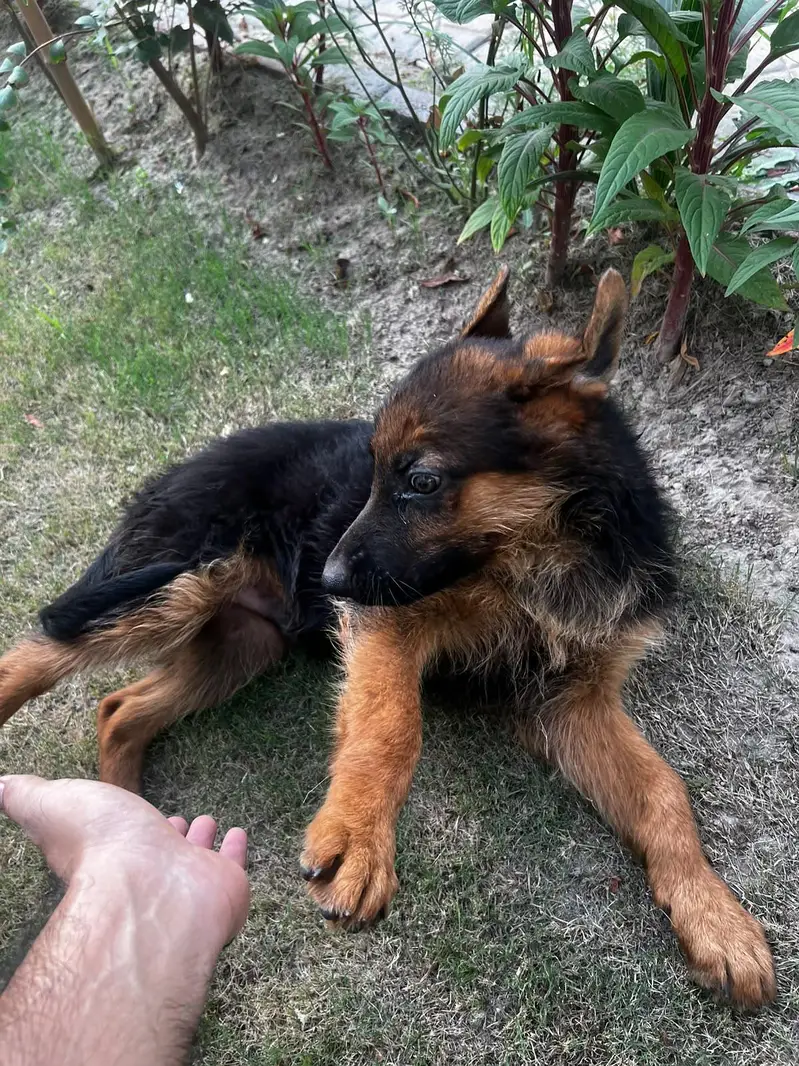 2/5 MONTHS OLD GSD BABY — photo 7