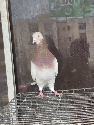 pigeon