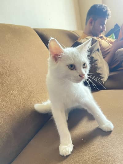 Beautiful Pure White Kitten 2 Months Old