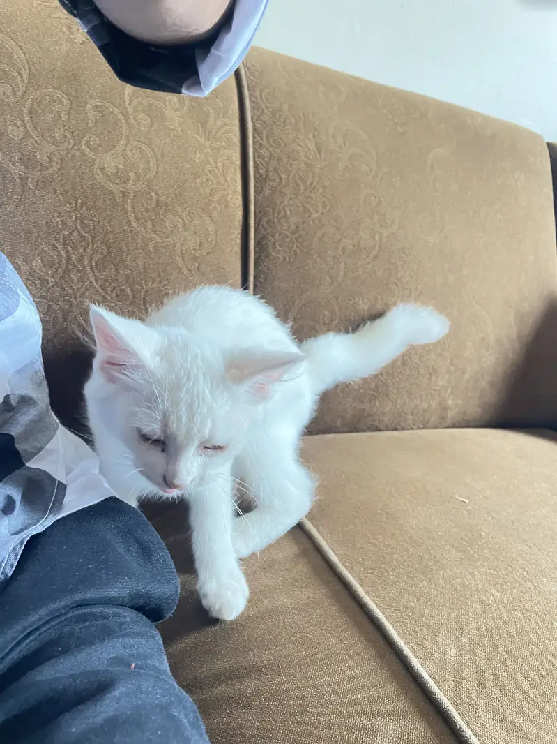 Beautiful Pure White Kitten 2 Months Old — photo 2
