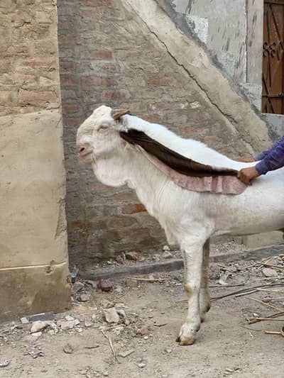 mangal khan bugti breed 28 inch kano me