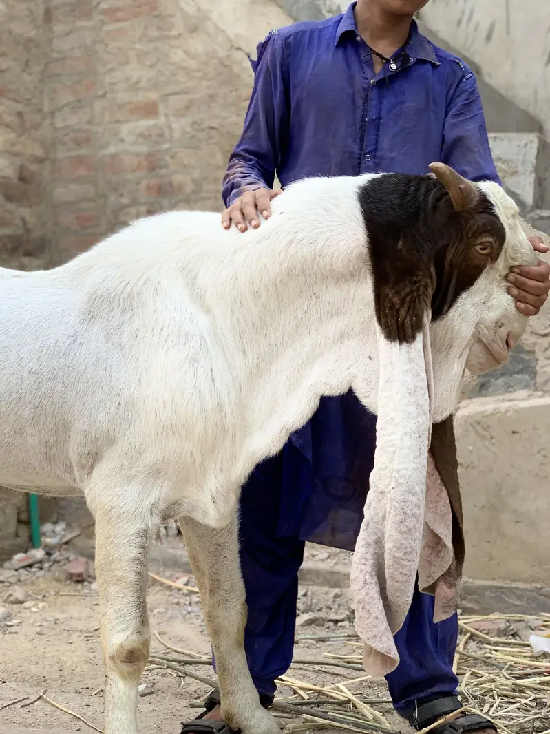 mangal khan bugti breed 28 inch kano me — photo 2