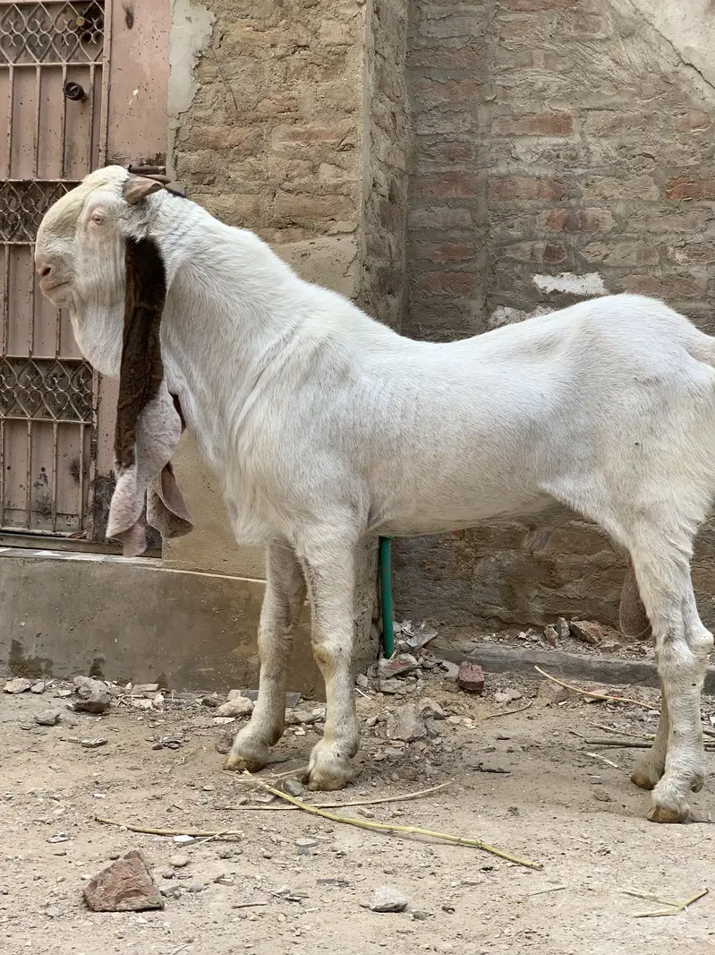 mangal khan bugti breed 28 inch kano me — photo 3