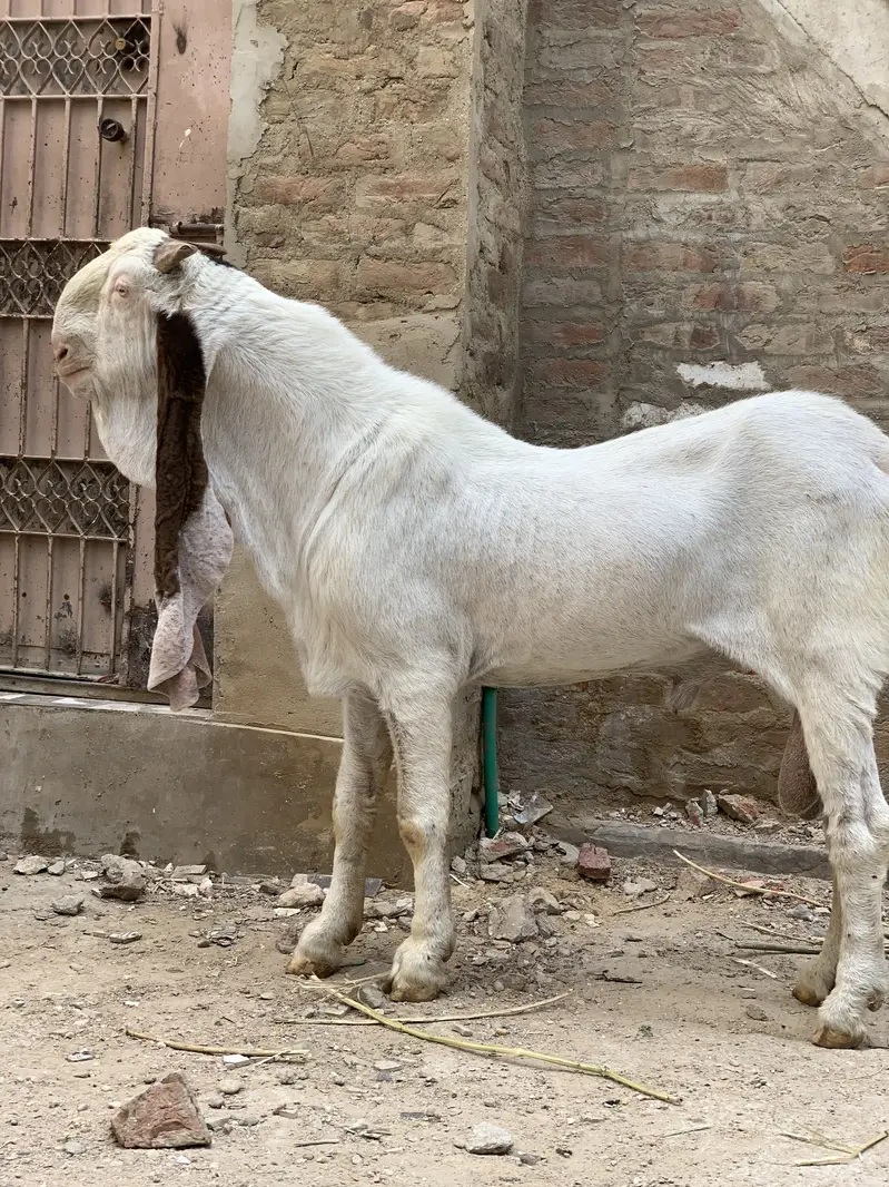 mangal khan bugti breed 28 inch kano me — photo 4