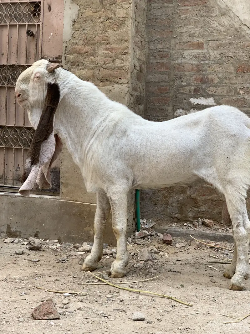 mangal khan bugti breed 28 inch kano me — photo 5