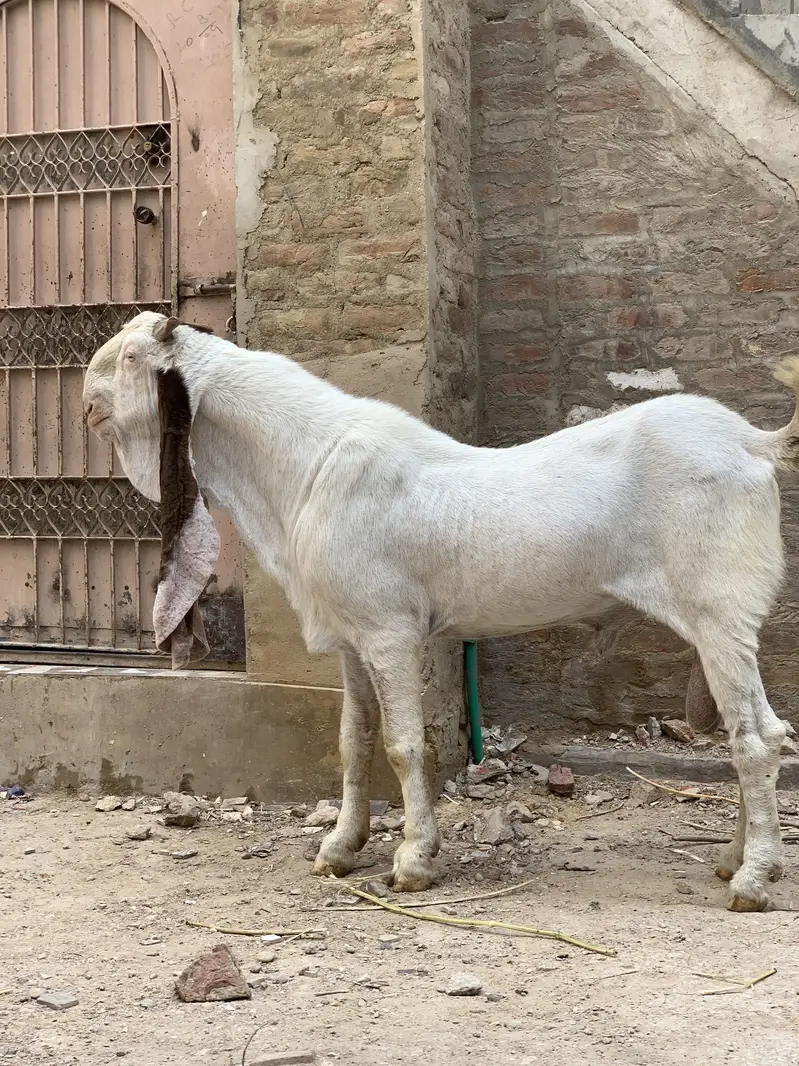 mangal khan bugti breed 28 inch kano me — photo 6
